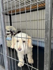 上高地,犬,預ける