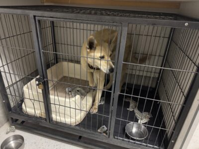 上高地,犬,預ける