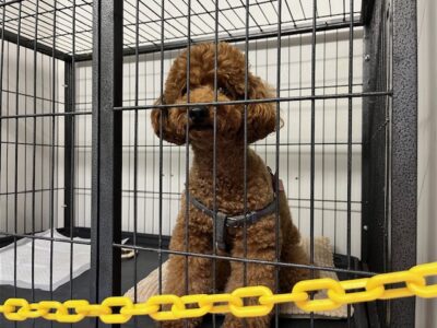 上高地,犬,預かり