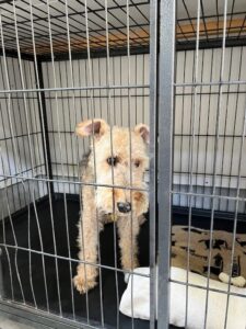 上高地,犬,預ける