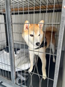 上高地,犬,預ける