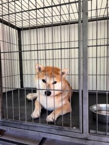 上高地,犬,預ける