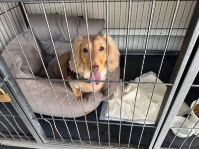 上高地,犬,預ける