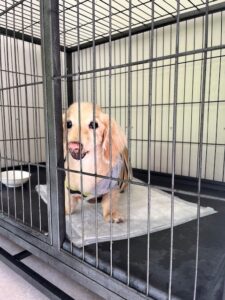 上高地,犬,ホテル,一時,預かり