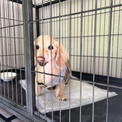 上高地,犬,ホテル,一時,預かり