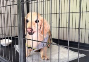 上高地,犬,ホテル,一時,預かり