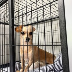 上高地,犬,預ける