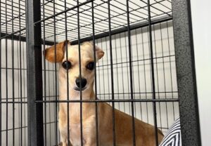 上高地,犬,預ける