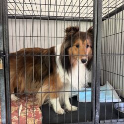 上高地,乗鞍,犬,預ける,新穂高,ﾛｰﾌﾟｳｪｲ