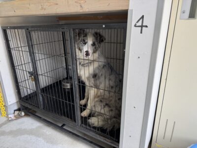 上高地,犬,預ける