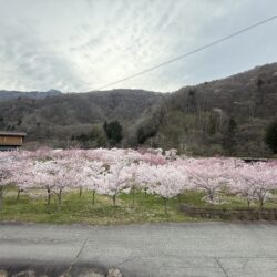 平湯、さくら，桜､満開