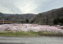 平湯、さくら，桜､満開
