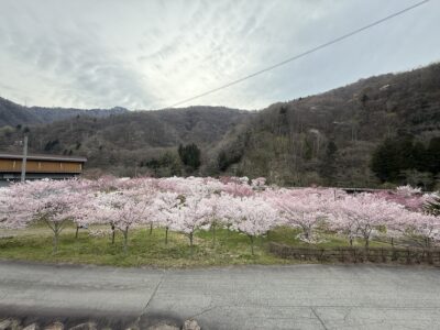 平湯、さくら，桜､満開
