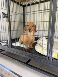 犬,預かり,上高地,新穂高ロープウェイ