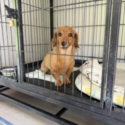 犬，預かり,上高地，新穂高ロープウェイ