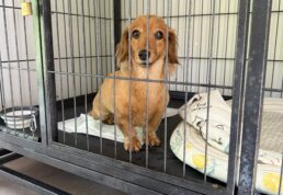 犬，預かり,上高地，新穂高ロープウェイ