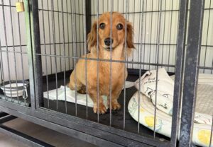 犬，預かり,上高地，新穂高ロープウェイ