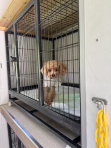 上高地,犬,預り