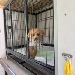 上高地,犬,預り
