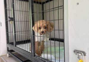 上高地,犬,預り
