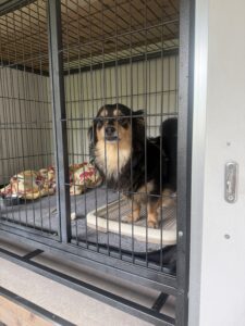 上高地，犬、預ける