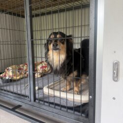 上高地，犬、預ける